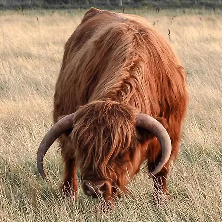 Frisian Pearl In The Friesengut